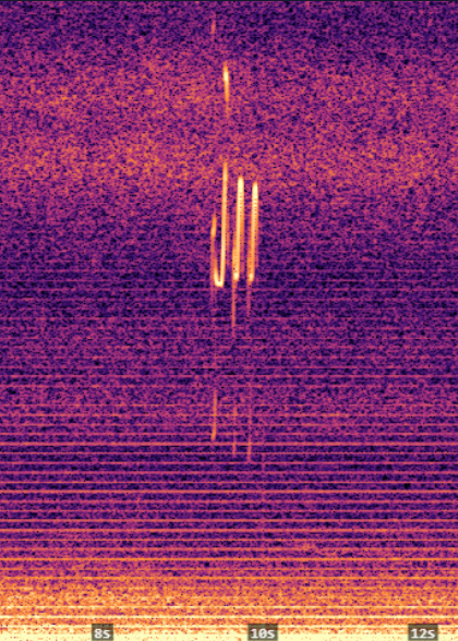Nocturnal flight call spectrogram