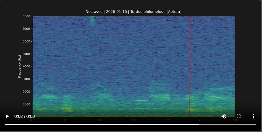 Sonaves spectrogram showing bird flight calls