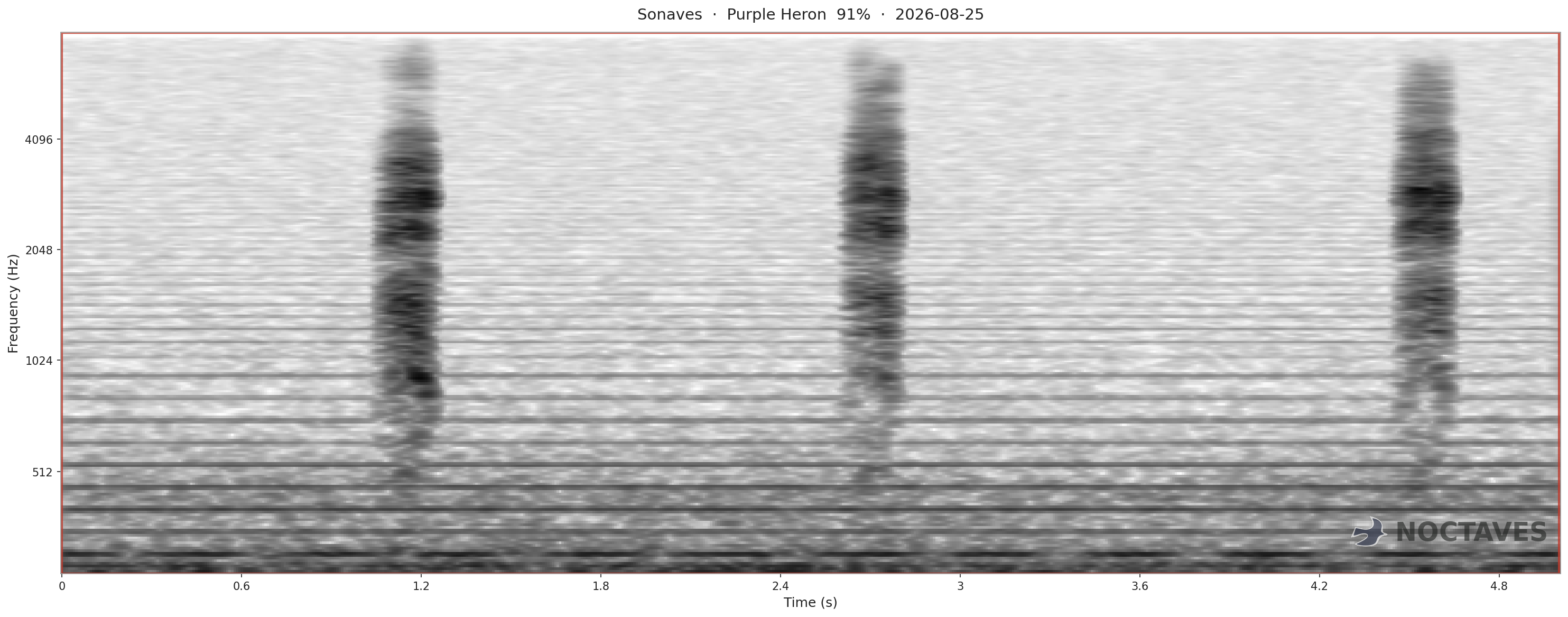 Spectrogram of Purple Heron
